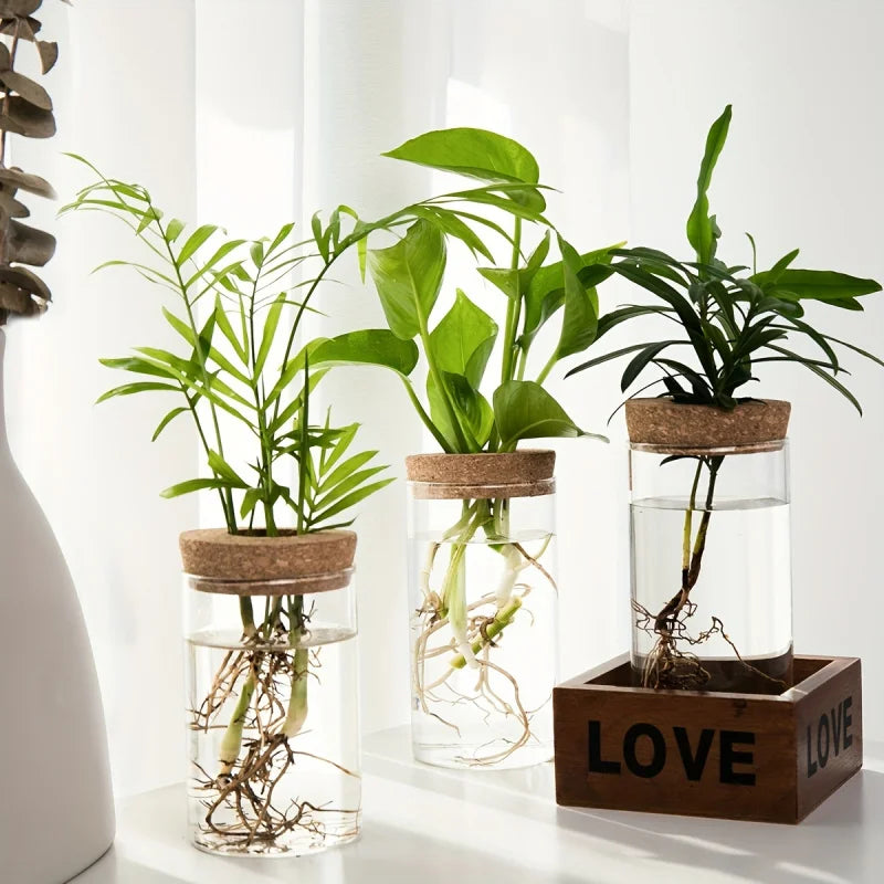 Glass Hydroponics Planter Vase